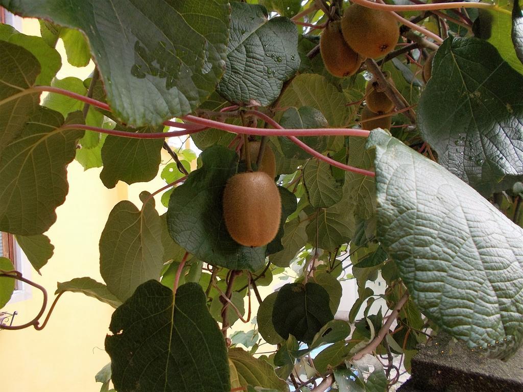 הוילה באניי די לוקה Casa Ginevra מראה חיצוני תמונה