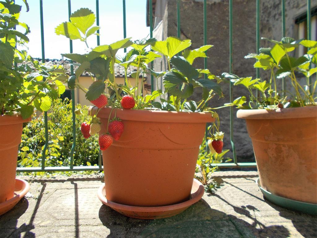 הוילה באניי די לוקה Casa Ginevra מראה חיצוני תמונה